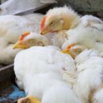 gripe aviar en china