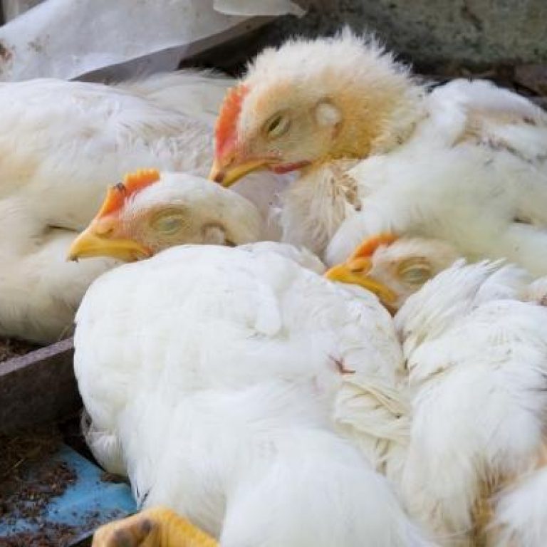 gripe aviar en china